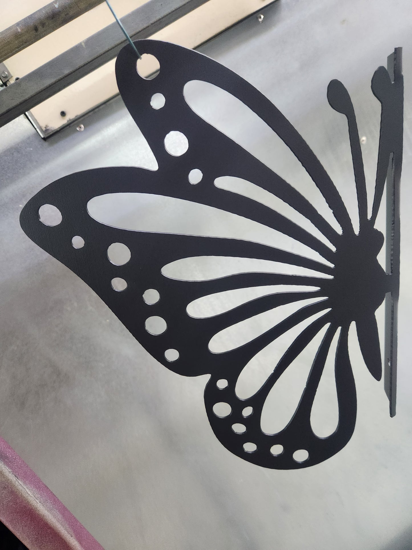 Peeking Butterfly